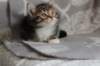 labansibny0322ekanatulee69_small.jpg