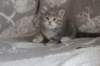 leannatyttsibg2210_small.jpg