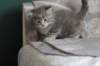 leannatyttsibg2211_small.jpg