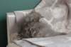 leannatyttsibg2216_small.jpg