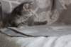 leannatyttsibg2218_small.jpg