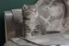 leannatyttsibg2219_small.jpg