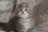 leannatyttsibg221_small.jpg