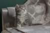 leannatyttsibg2220_small.jpg