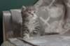 leannatyttsibg2221_small.jpg
