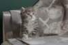 leannatyttsibg2222_small.jpg