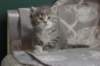 leannatyttsibg2223_small.jpg