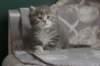 leannatyttsibg2224_small.jpg