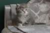 leannatyttsibg2225_small.jpg