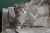 leannatyttsibg2226_small.jpg