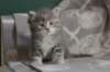 leannatyttsibg2227_small.jpg