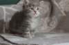 leannatyttsibg2228_small.jpg