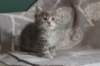 leannatyttsibg2229_small.jpg