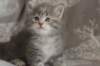 leannatyttsibg222_small.jpg
