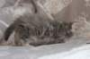 leannatyttsibg2231_small.jpg