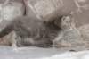 leannatyttsibg2232_small.jpg