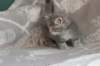 leannatyttsibg2234_small.jpg