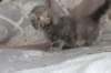 leannatyttsibg2235_small.jpg