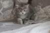 leannatyttsibg2236_small.jpg