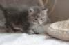 leannatyttsibg2238_small.jpg