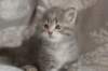 leannatyttsibg223_small.jpg