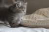 leannatyttsibg2240_small.jpg
