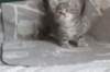 leannatyttsibg2241_small.jpg