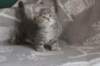 leannatyttsibg2242_small.jpg