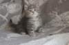 leannatyttsibg2244_small.jpg