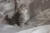 leannatyttsibg2245_small.jpg