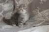 leannatyttsibg2248_small.jpg