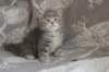 leannatyttsibg2249_small.jpg