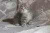 leannatyttsibg2250_small.jpg