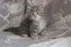 leannatyttsibg2251_small.jpg