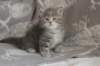 leannatyttsibg2252_small.jpg