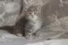leannatyttsibg2253_small.jpg