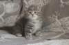 leannatyttsibg2254_small.jpg