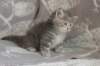 leannatyttsibg2255_small.jpg