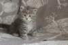 leannatyttsibg2257_small.jpg