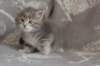 leannatyttsibg225_small.jpg