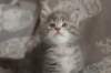 leannatyttsibg2260_small.jpg