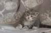 leannatyttsibg2261_small.jpg