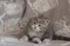 leannatyttsibg2262_small.jpg