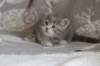 leannatyttsibg2263_small.jpg