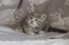 leannatyttsibg2264_small.jpg