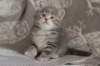 leannatyttsibg2265_small.jpg