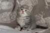 leannatyttsibg2266_small.jpg