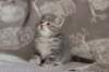 leannatyttsibg2267_small.jpg