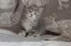 leannatyttsibg2268_small.jpg