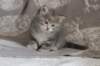 leannatyttsibg2269_small.jpg